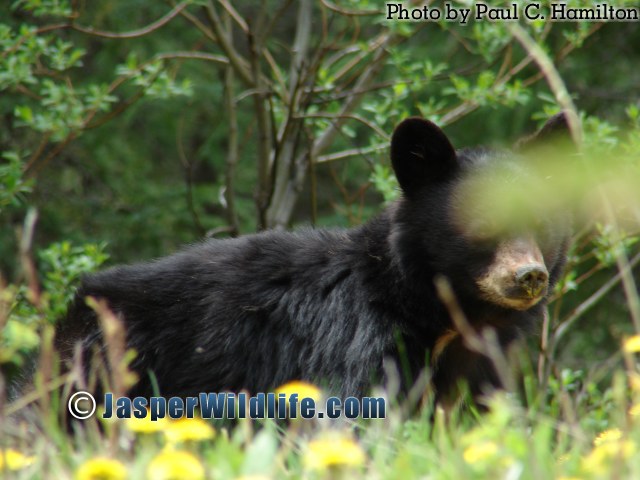 Jasper Wildlife - 1YR Black Bear Cub 652