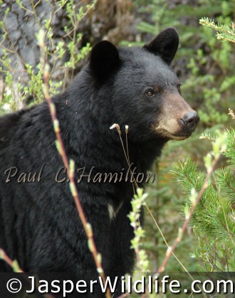 Jasper Wildlife - Black Bear