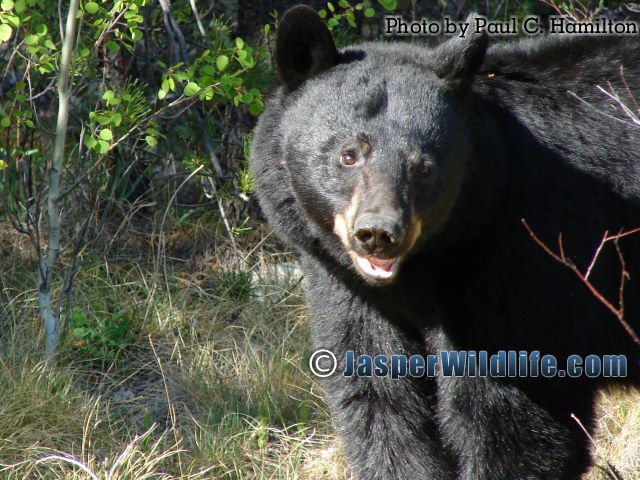 Jasper Wildlife - Adolescent Black Bear 460