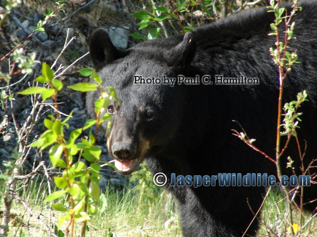 Jasper Wildlife - Adolescent Black Bear 461