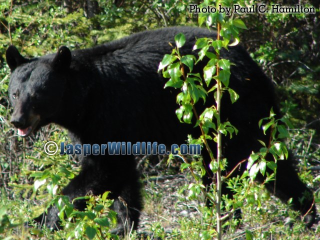 Jasper Wildlife - Adolescent Black Bear 471