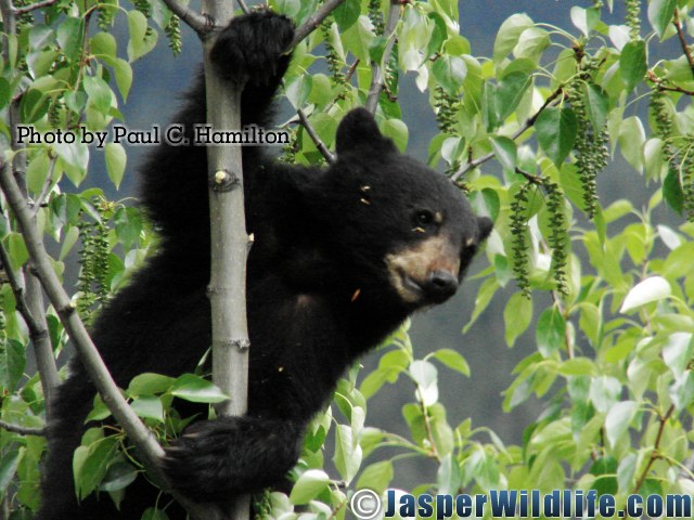 Jasper Wildlife - Bear Cub 1YR Monkey in Poplar 1013