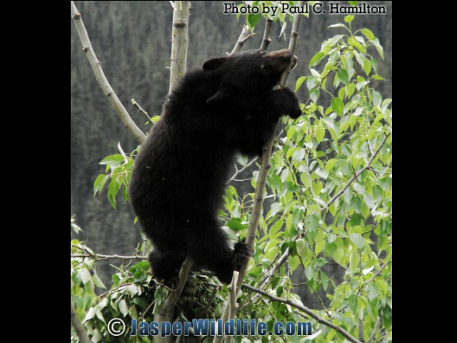 Jasper Wildlife - Bear Cub Biting Poplar Branch 1160