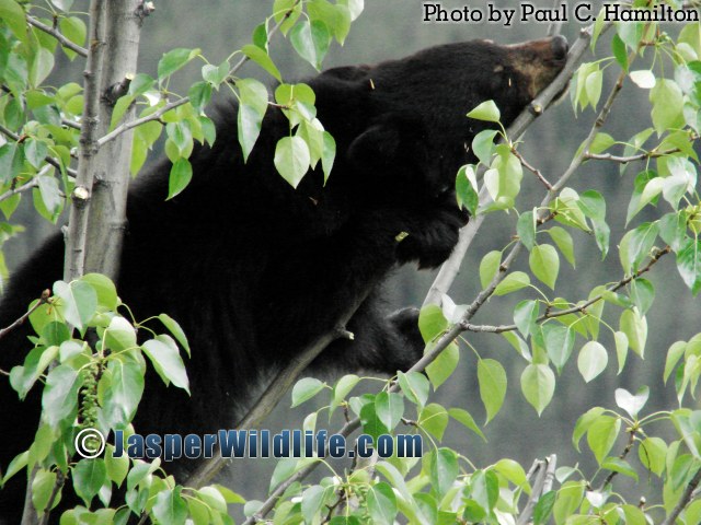 Jasper Wildlife - Bear Cub Biting Poplar Branch 962