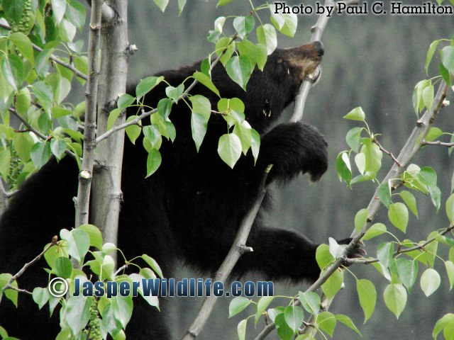 Jasper Wildlife - Bear Cub Biting Poplar Branch 963