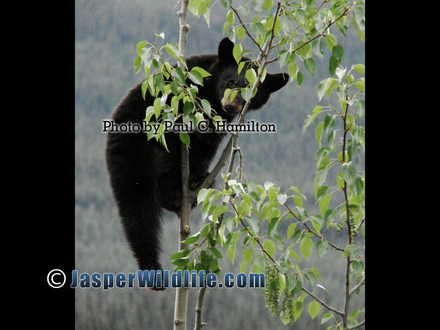 Jasper Wildlife - Bear Cub Climbing to Heights 1150