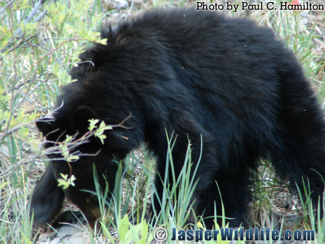 Jasper-Wildlife-Bear-Cub-Flipping-Rocks-for-Insects-884