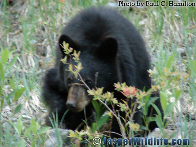 Jasper Wildlife Bear Cub Flipping Rocks for Insects 888