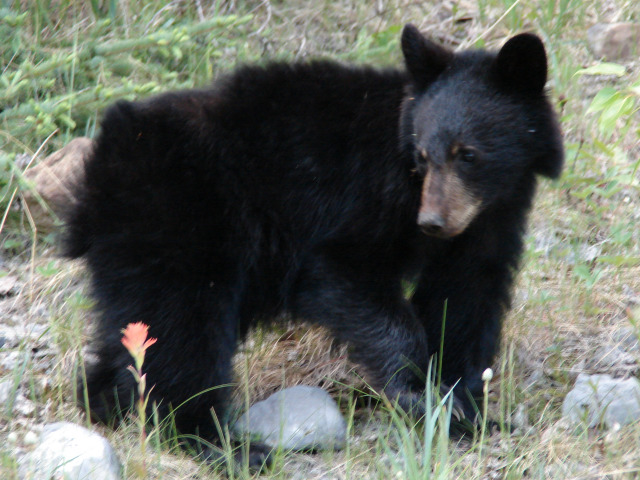 Jasper Wildlife Bear Cub Flipping Rocks for Insects 895
