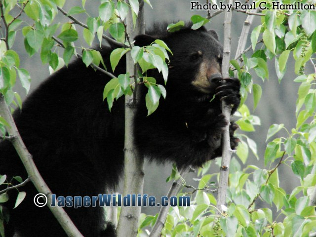 Jasper Wildlife Bear Cub Loves Balsam Poplars 931