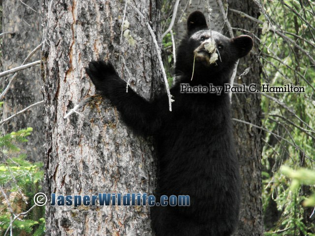 Jasper Wildlife Bear Cub Playing in Evergreen 1266