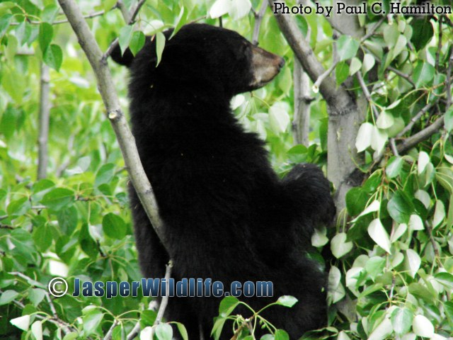 Jasper Wildlife - Bear Cub Resting in Balsam Poplar 979