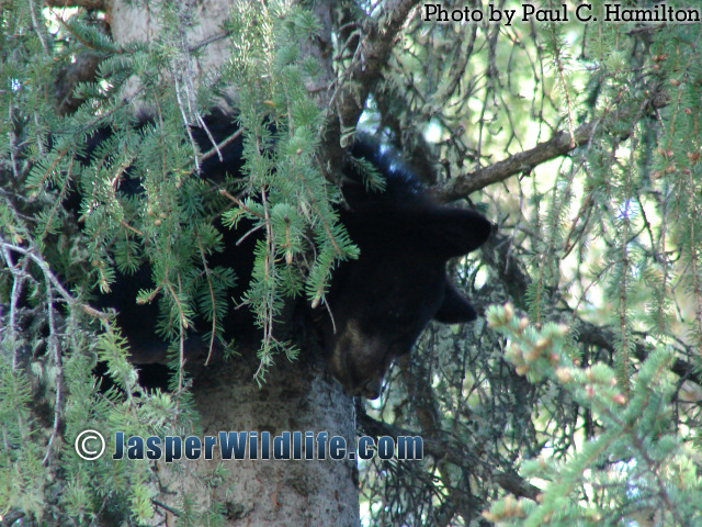 Jasper Wildlife Bear Cub Resting in Tree 820