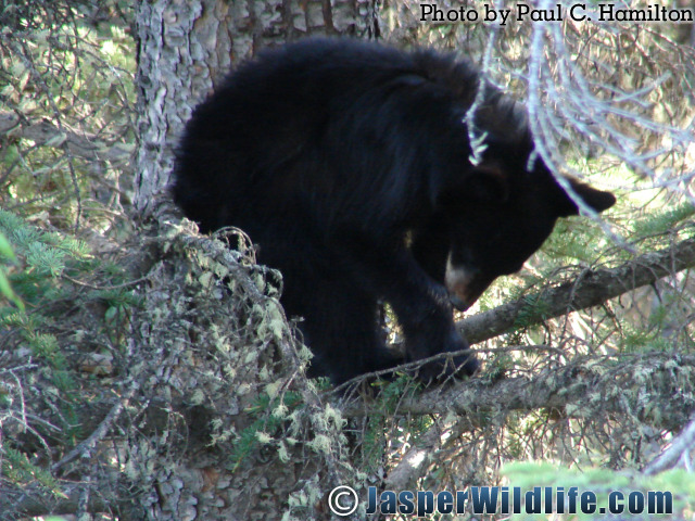 Jasper Wildlife Bear Cub Settling in Tree 859