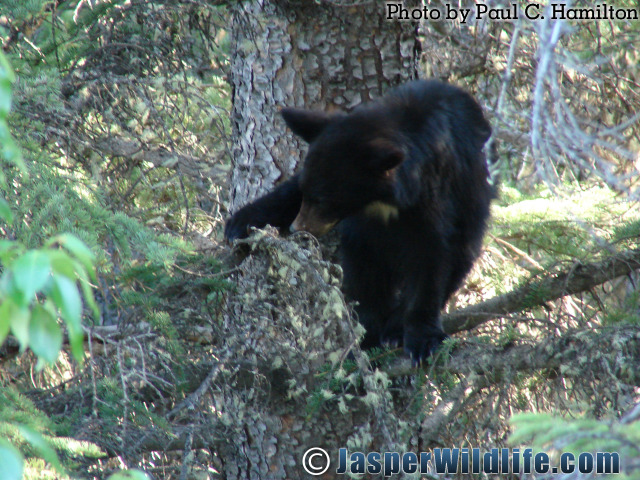Jasper-Wildlife-Bear-Cub-Settling-in-Tree-868