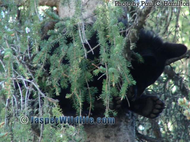 Jasper Wildlife Bear Cub Sleeping in Tree 818
