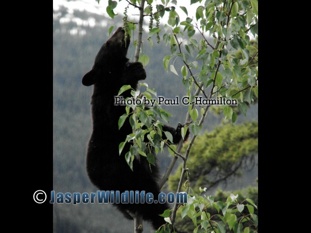 Jasper Wildlife - Bear Cub eating at Poplar top 1133