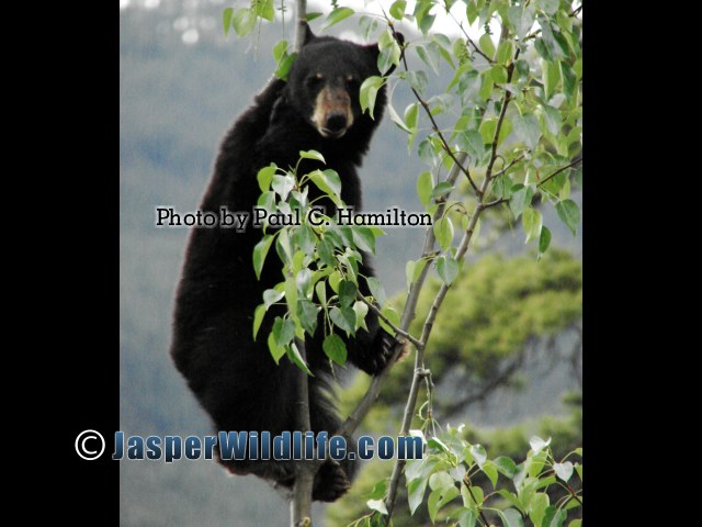 Jasper Wildlife - Bear Cub enjoying the view 1137