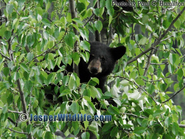 Jasper Wildlife Bear Cub in Balsam Poplar 915