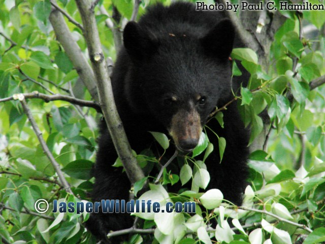Jasper Wildlife - Bear Cub in Balsam Poplar 920