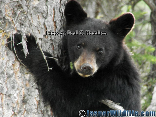 Jasper Wildlife Bear Cub in Tree Close up 1288