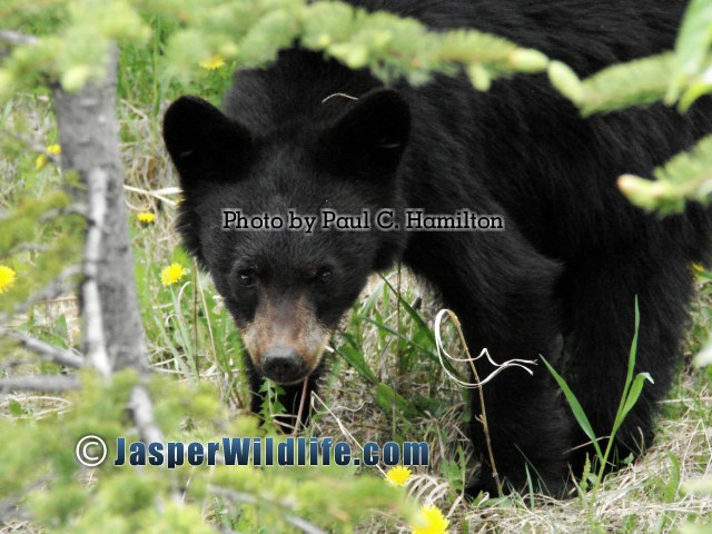 Jasper Wildlife - Bear Cub sneaking a peak 1263