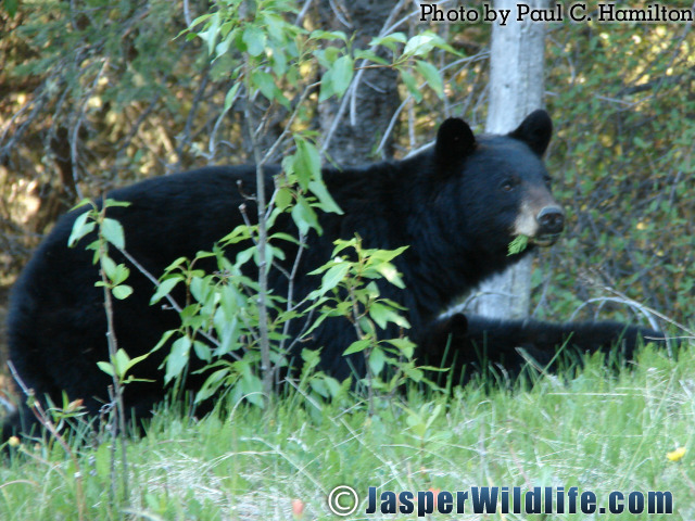 Jasper Wildlife Bear Mother Eating 847