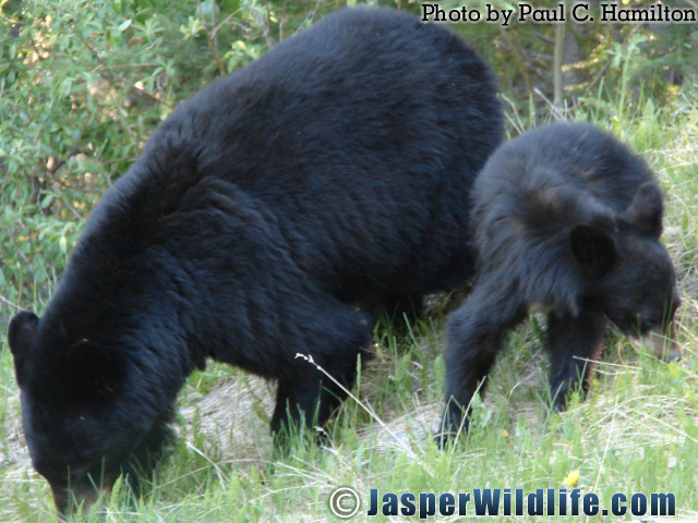 Jasper Wildlife Bear Mother and cub 841