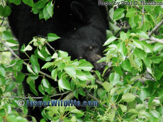Jasper Wildlife Black Bear Biting Balsam Poplar 986