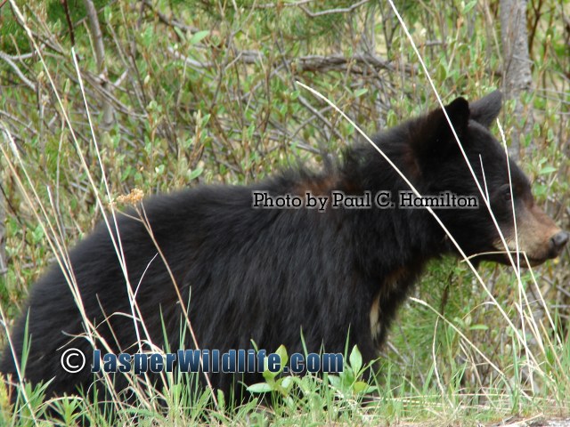 Jasper Wildlife - Black Bear Cub 1yr 491