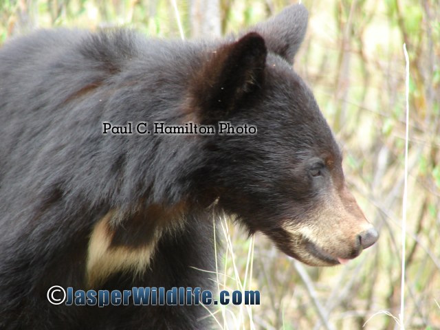 Jasper Wildlife - Black Bear Cub 1yr 493