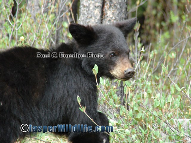 Jasper Wildlife - Black Bear Cub 1yr 506