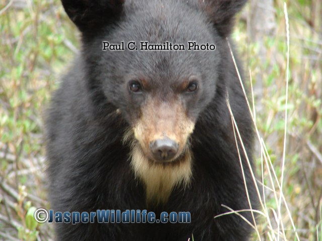 Jasper Wildlife - Black Bear Cub Look 1yr 494