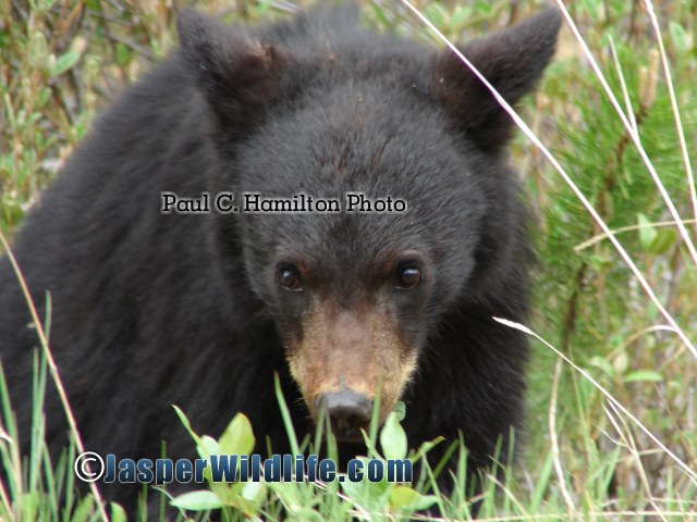 Jasper Wildlife - Black Bear Cub Looking 1yr 492