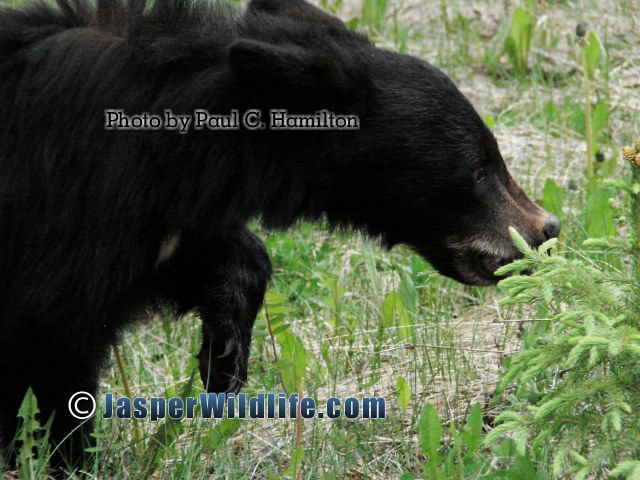 Jasper Wildlife Black Bear Cub Nibbling 1102