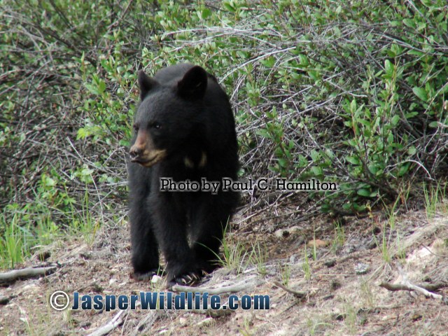 Jasper Wildlife Black Bear Cub on the move 1569