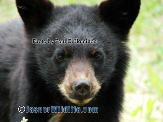 Jasper Wildlife Black Bear Cub up Close 1427
