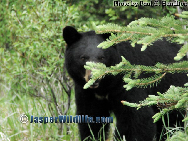 Jasper Wildlife - Black Bear Glance 1069