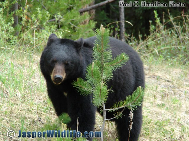 Jasper Wildlife - Black Bear Mother 565