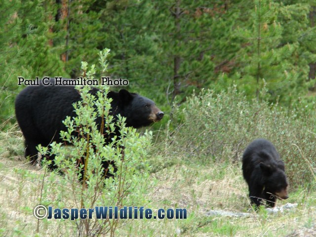 Jasper Wildlife - Black Bear Mother Warning 558