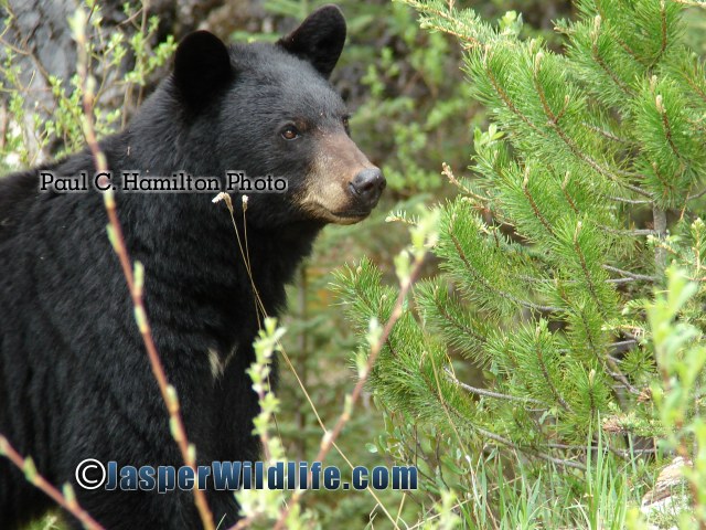Jasper Wildlife - Black Bear Mother Watches Cubs 516