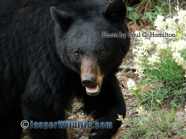Jasper Wildlife Black Bear Moving Towards Food 1533 1