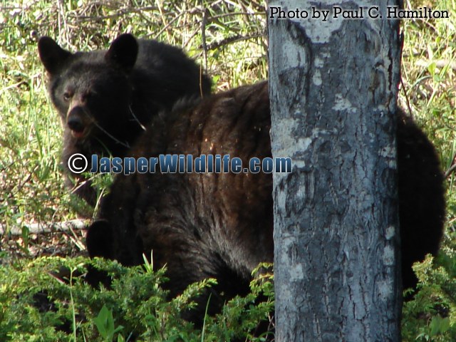 Jasper Wildlife - Black Bear Mum and Cub 473