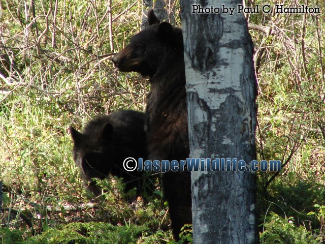 Jasper Wildlife - Black Bear Mum and Cub 477