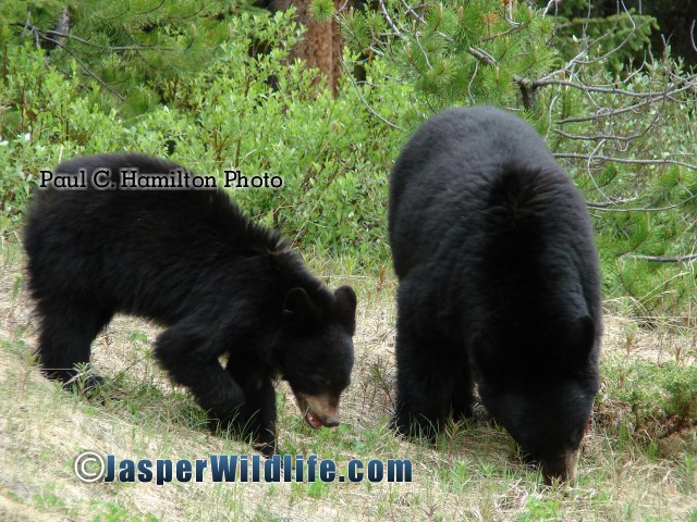 Jasper Wildlife - Black Bear Mum and Cub Eating 563