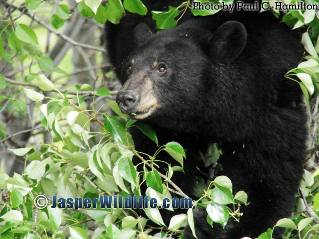 Jasper Wildlife Black Bear in Balsam Poplar Tree 997