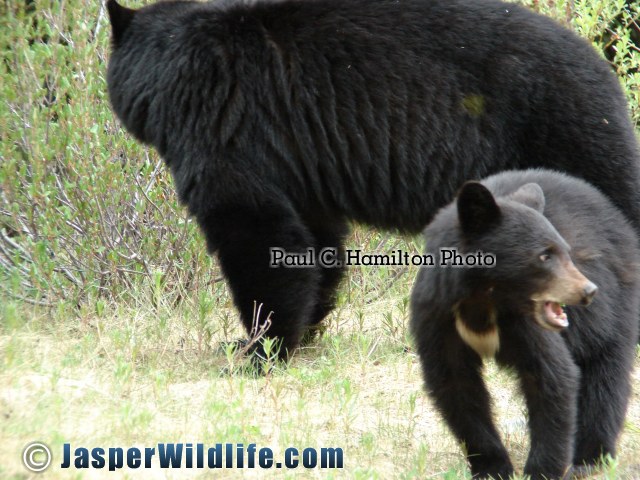 Jasper Wildlife - Black Bears Cub Talking 570