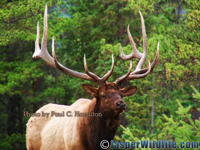 Jasper Wildlife Bull Elk 092707 049