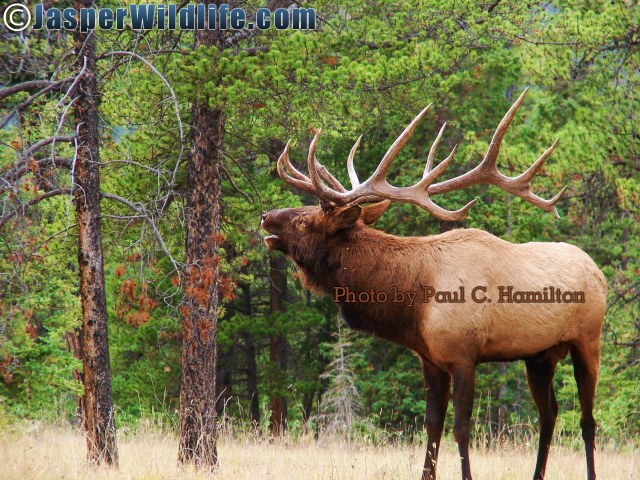 Jasper Wildlife Bull Elk Bugling 092707 067