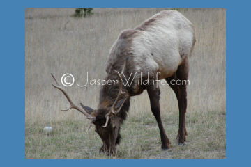 Jasper Wildlife - Bull Elk May 1st still has old rack